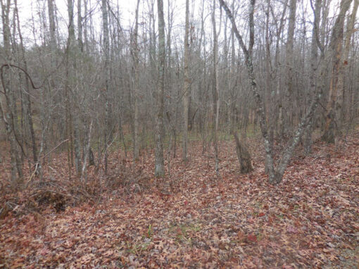 Great Homestead or Build Multiple Homes! 27.06 acres! - Image 4