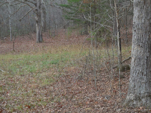 Great Homestead or Build Multiple Homes! 27.06 acres! - Image 7