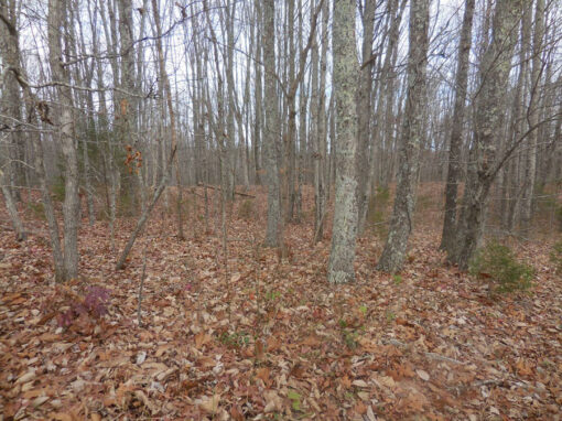 Great Homestead or Build Multiple Homes! 27.06 acres! - Image 9