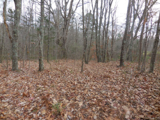 Great Homestead or Build Multiple Homes! 27.06 acres! - Image 10