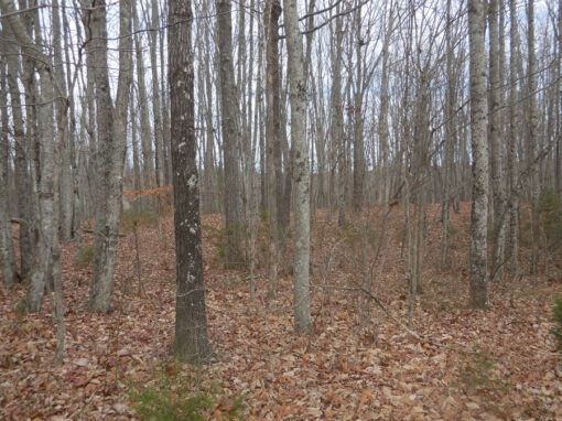 Great Homestead or Build Multiple Homes! 27.06 acres! - Image 11